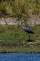 046 Chobe NP, reuzenreiger